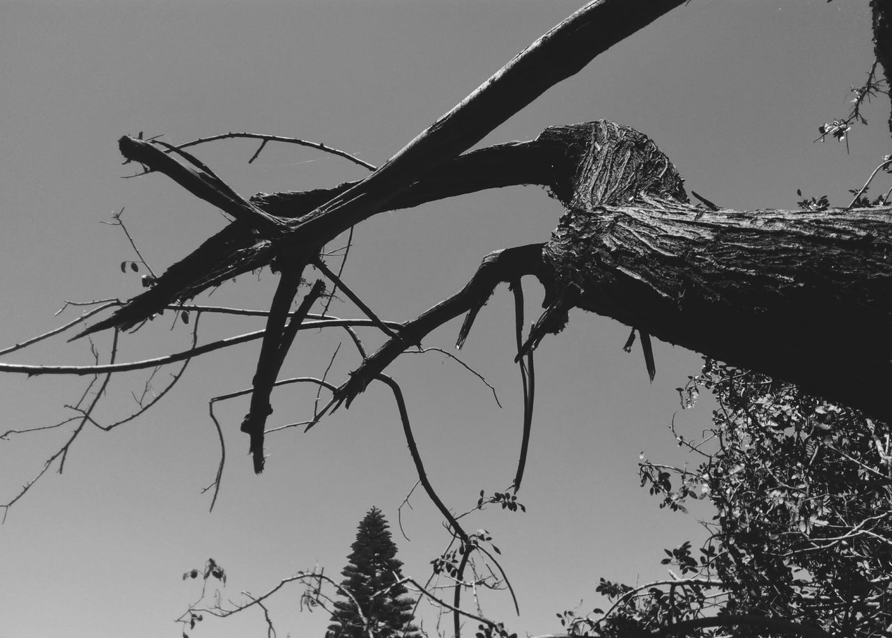 tree, branch, outdoors, animal themes, one animal, animals in the wild, day, no people, low angle view, nature, clear sky, animal wildlife, sky, dead tree, beauty in nature, close-up, bird