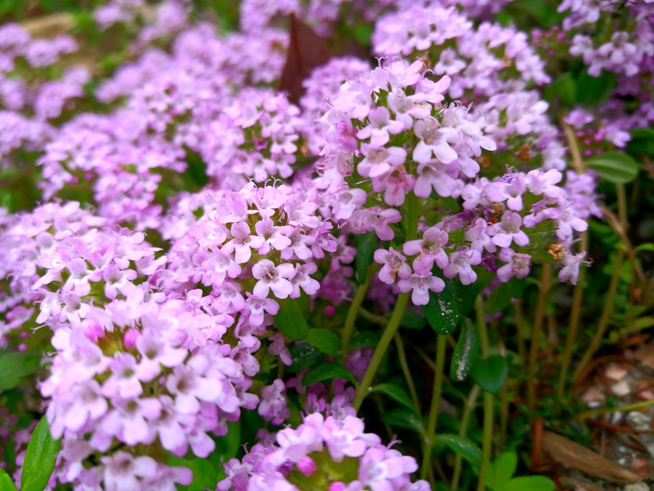 flower, fragility, beauty in nature, nature, growth, plant, freshness, purple, petal, day, no people, outdoors, blooming, close-up, flower head