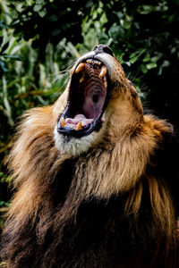 Close-up of an animal head