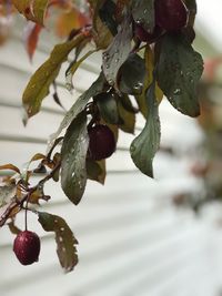 Close-up of berries growing on tree