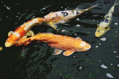 High angle view of koi carps swimming in lake