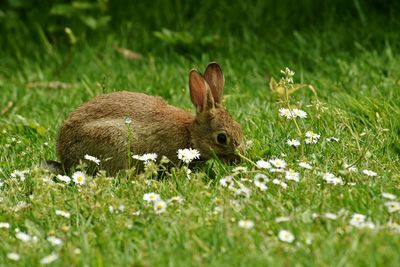White flowers blooming on grassy field
