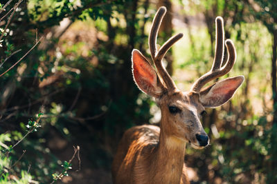 Deer in sunbeam 