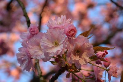 Close-up of pink flowers