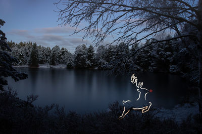 Scenic view of lake in forest