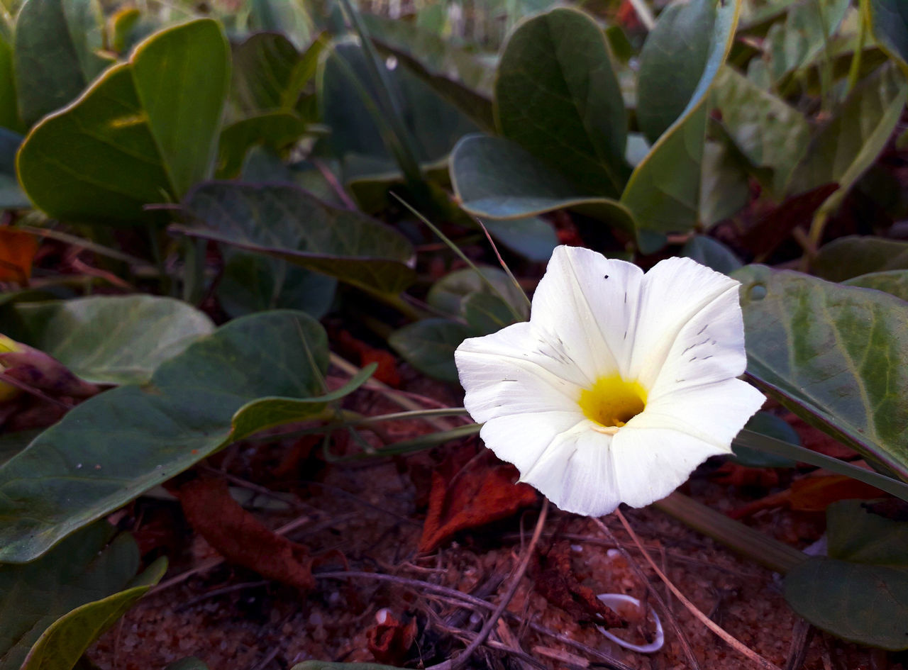 CLOSE-UP OF WHITE FLOWER