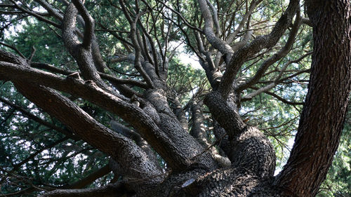 Low angle view of tree trunks in forest