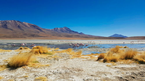 Arid landscape with mountains and flamingos