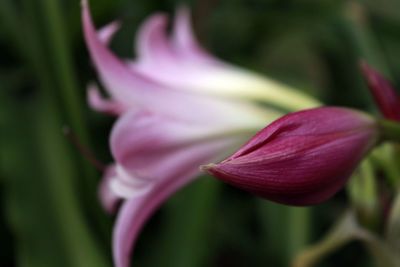 Close-up of pink flowers