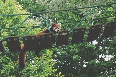 Red panda on bridge