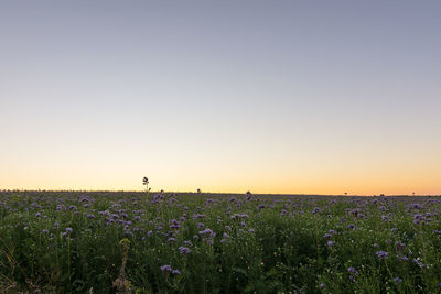 Scenic view of grassy field against clear sky