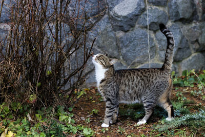 Cat standing on rock