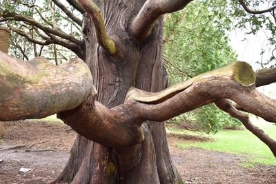 Close-up of tree trunk on field