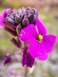 Close-up of pink flowering plant