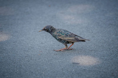 Close-up of bird perching on leaf