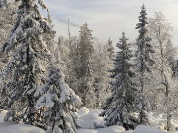 Snow covered land and trees against sky