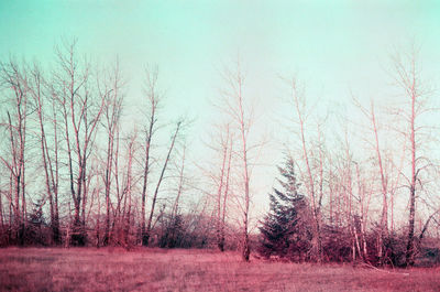 Bare trees on field against sky during winter