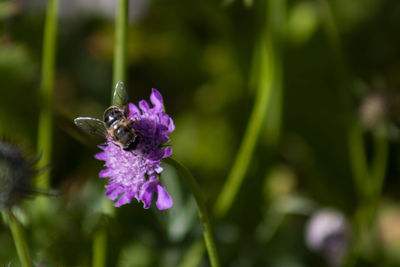 Close-up of bee pollinating on purple flower