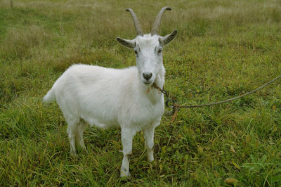 Goat standing on field