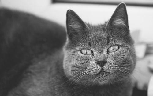 Close-up portrait of a cat