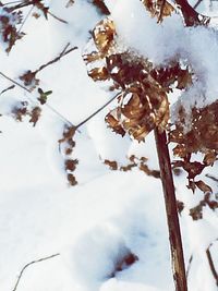 Low angle view of snow covered landscape