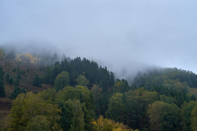 Trees in forest against sky