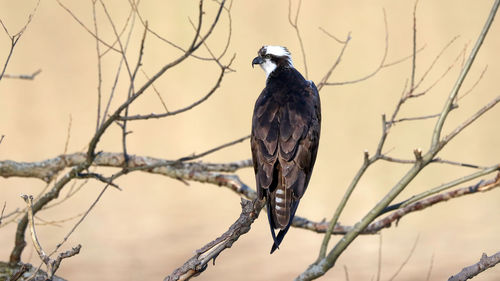 Low angle view of bird perching on bare tree