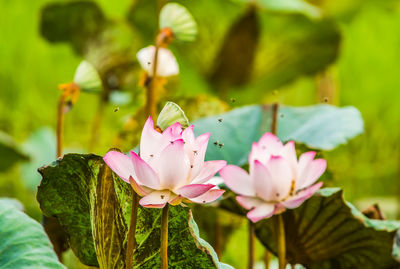 Close-up of pink lotus water lily