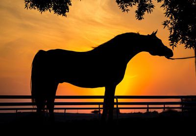 Silhouette of horse against orange sky