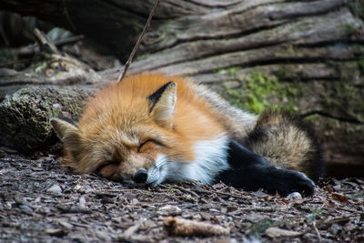 Close-up of animal sleeping outdoors