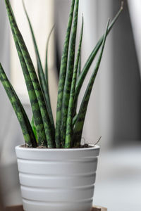 Close-up of potted plant