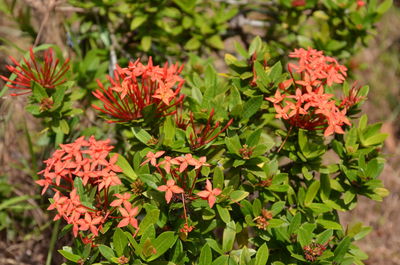 Close-up of red flowering plants