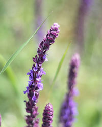 Close-up of purple flowers