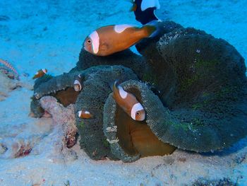 Fish swimming in sea