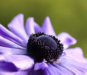 Close-up of purple flower