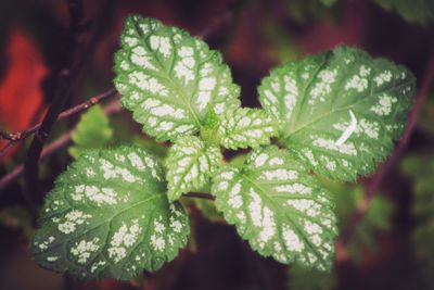 Close-up of green leaves
