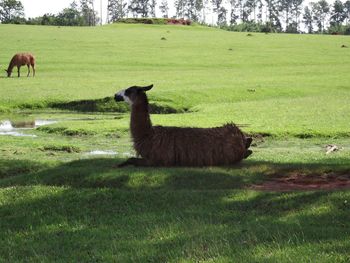 Sheep grazing on field