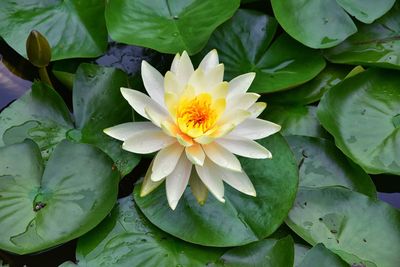 Close-up of lotus water lily in lake