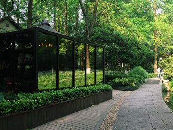 Footpath amidst trees