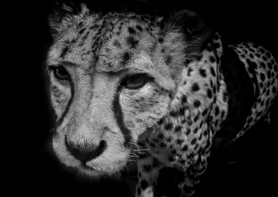 Close-up of tiger against black background