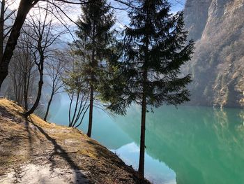 Trees by lake against sky