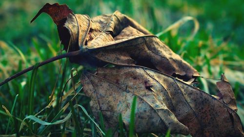 Close-up of dry leaf on grass