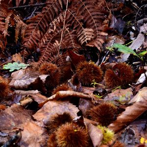 High angle view of dry leaves on land