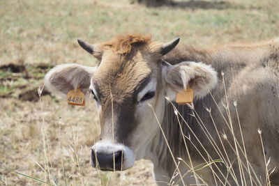 Cows in a field