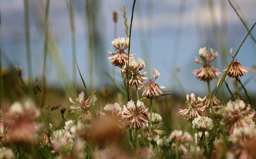 Close-up of flowers growing in field