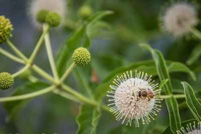 Close-up of dandelion flower