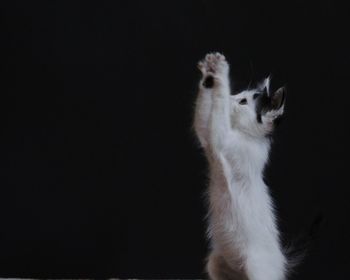 View of cat against dark background