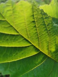 Full frame shot of green leaves