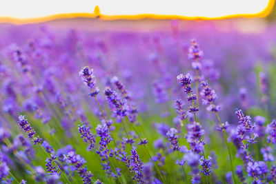 Close-up of purple flowering plants on field