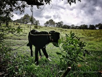 Horse standing on field against sky